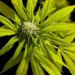 ¿La marihuana como medicamento? Si. Podría reducir algunos síntomas de la esclerosis múltiple (EM).