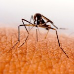¿Sabes qué debes hacer si a tu hijo le pica un insecto?