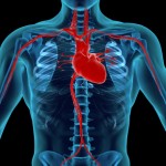 <!--:ES-->8 Consejos para reducir el riesgo de desarrollar la enfermedad de las arterias coronarias (del corazón) <!--:-->