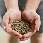 El extracto del grano de café verde ¿podría controlar la diabetes tipo 2?