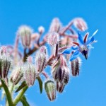El aceite de borraja y el aceite de onagra: ¿ayudan a aliviar los síntomas del eczema?
