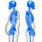 <!--:ES-->La grasa abdominal: perjudicial para los huesos de los hombres<!--:-->