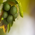 ¡Qué no falte el aguacate (la palta) en tu mesa! ¡Qué no falte el aguacate (la palta) en tu mesa!