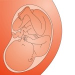 ¿Cuanto debe durar un embarazo? ¿Cuanto debe durar un embarazo?