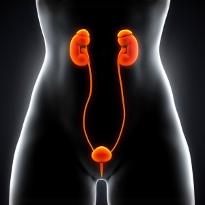 Infecciones urinarias, un problema femenino Infecciones urinarias, un problema femenino