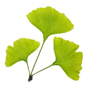 ginkgo