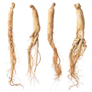 ginseng