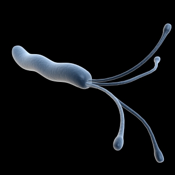 helicobacter pylori